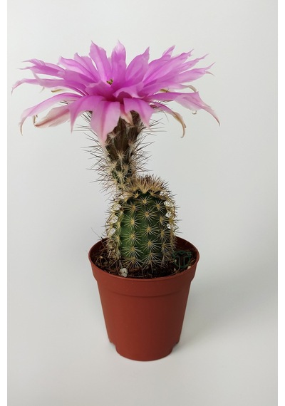 Echinocereus Pectinatus Pembe Çiçek Açan Kaktüs 5.5 CM Saksıda
