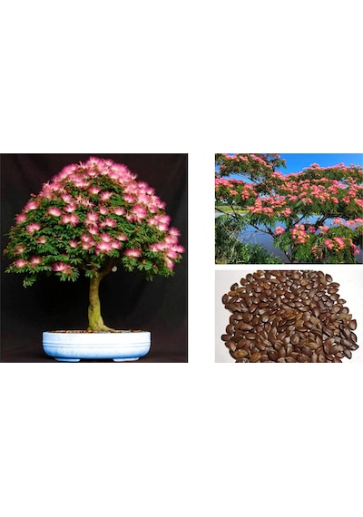 Gülibrişim Ağacı Tohumu 50 Adet Bonsai Tekniğine Uygun Tür
