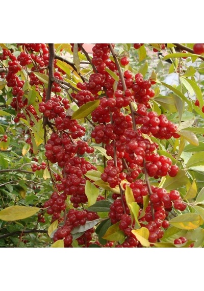 Güz Zeytini Eleagnus Umbellata Fidanı 150 -180 Cm Boyunda Me...
