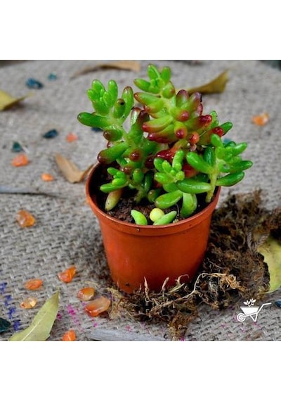 Sedum Rubrotınctum 180 Adet - Teraryum İçin Sukulent Yer Örtücü B
