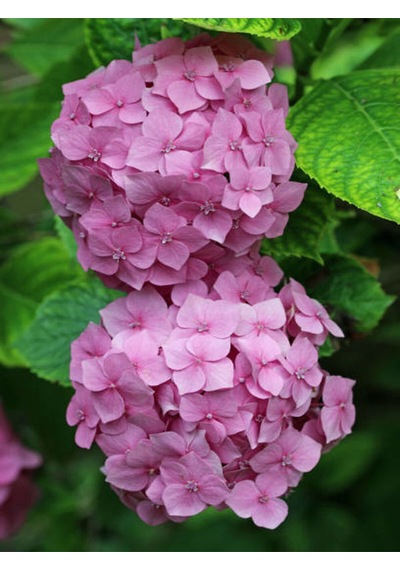 Videolu 1 Adet Pembe Ortanca Çiçeği Fidanı 30-40 Cm Tüplü Çiçekli Bodur Bitkiler Hydrangea