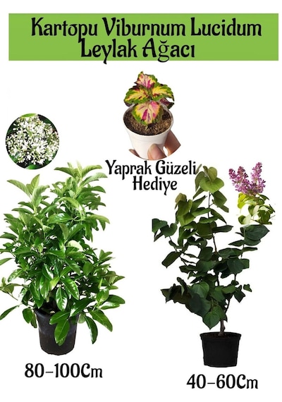 Kartopu Viburnum 1 Adet+kokulu Leylak Ağacı1 Adet+yaprak Güzeli Hediye Bahçe Bitkisi