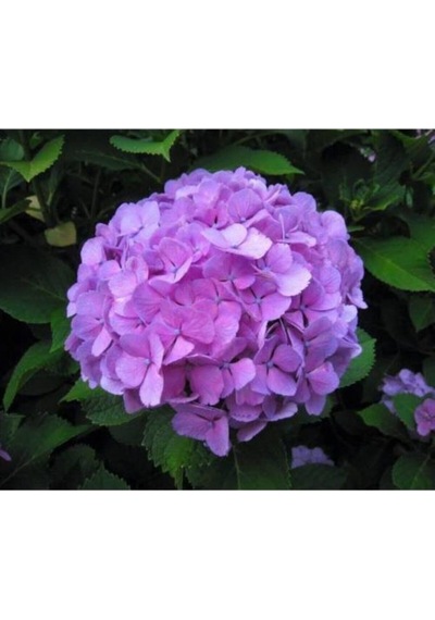 Mor Ortanca Çiçeği Fidanı 10-20 Cm