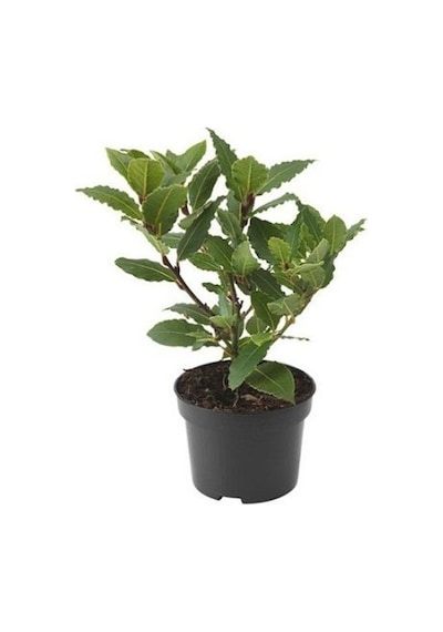 Defne Fidanı Laurus Nobilis 15-25 Cm