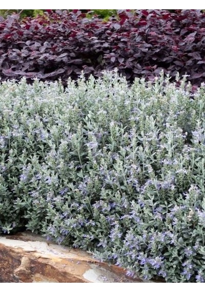 Videolu Dekoratif Zeytin Çalısı 30 45 Cm 5 Adet Saksılı/tüplü Teucrium Fruticans