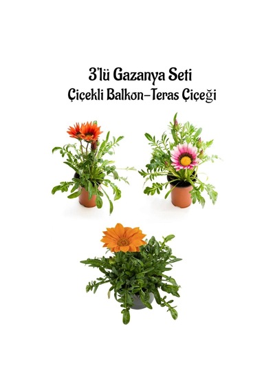 Kırmızı-pembe Beyaz-turuncu Renk Gazanya Çiçeği 3 Adet Saksılı 10-20cm Balkon Çiçeği