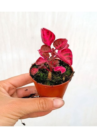 Videolu 1 Adet Çingene Şalvarı Çiçeği 5-15 Cm Saksılı Çiçekli Bodur Bitkiler Iresine Herbstii