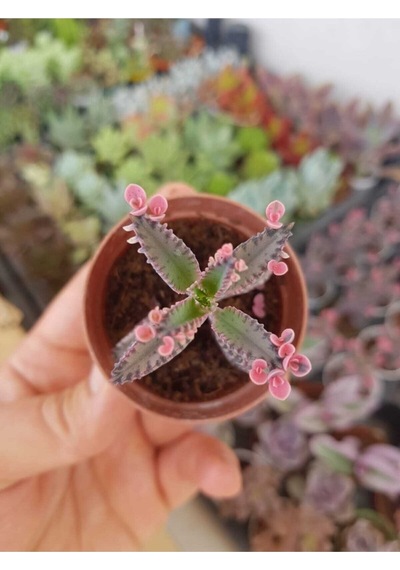 Pembe Aşkın Gözyaşı Çiçeği Sukulent