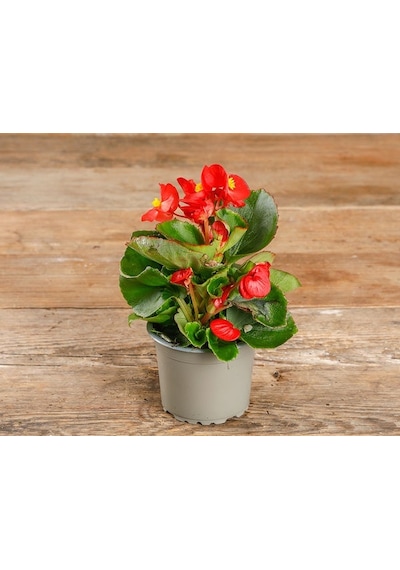 Begonya Begonia Kırmızı Renk 30 Adet
