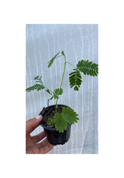 Deprem Çiçeği Küstüm Çiçeği Fidanı 10-20 Cm