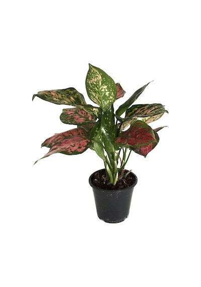 Aglaonema 'Dud Unyamanee' (Çin Herdemyeşili) Ø12 CM Y30-35 CM