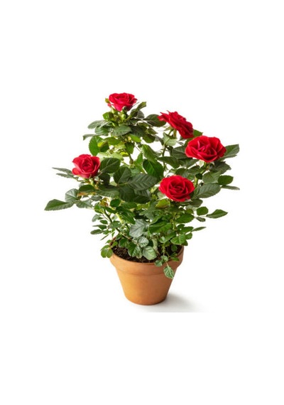Kırmızı Bulgar Gülü Çiçeği 1 Adet Saksılı 40-60cm Bahçe Bitkisi Bulgar Red Rose