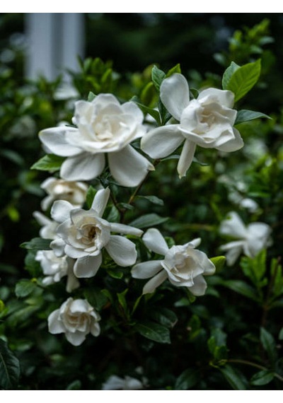 Videolu Gardenya Çiçeği 30 50 Cm 1 Adet Saksılı/ Tüplü Çiçekli Bahçe Bitkisi Balkon Gardenia