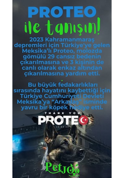 Petjoo 24.Proteo Yeşil-Mavi Qr'lı Köpek Künyesi