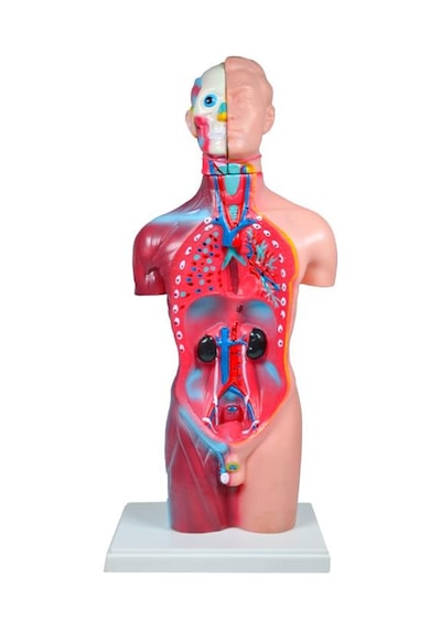 Temel Büyük İnsan Vücudu Modeli 45 Cm