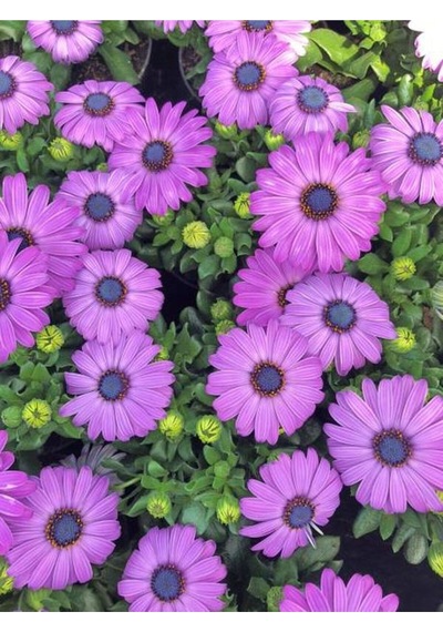 Mor Bodrum Papatyası Çiçeği 1 Adet Saksılı 20-40cm Teras Bitkisi Dimorphotheca Ecklonis
