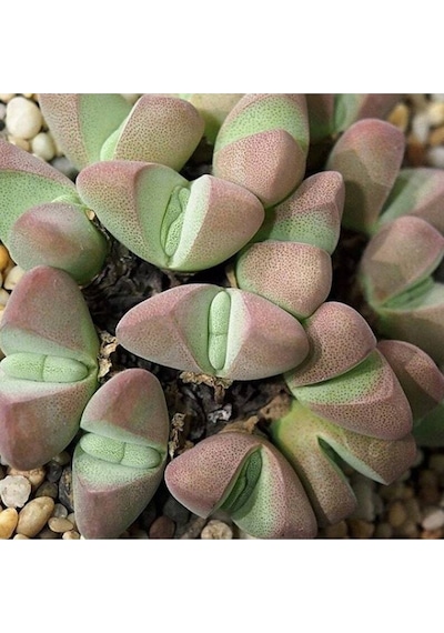10 Adet Ihlenfeldtia Vanzylii Succulent Tohumu