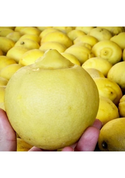 Tüplü Yoğun Kokulu Finike Beyaz Limon  Fidanı