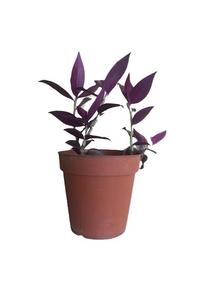 Mor Telgraf Çiçeği-tradescantia Küçük Boy