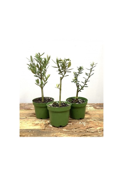 Hediyelik Bonsai Zeytini 25-30 Cm