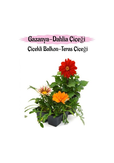 Kırmızı Dahlia 1 Adet Turuncu- Pembe Beyaz Gazanya Çiçeği 2 Adet Balkon Çiçeği