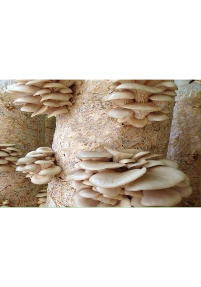 1 Adet 6 L 3 KG İstiridye Mantarı Kompostu N115519