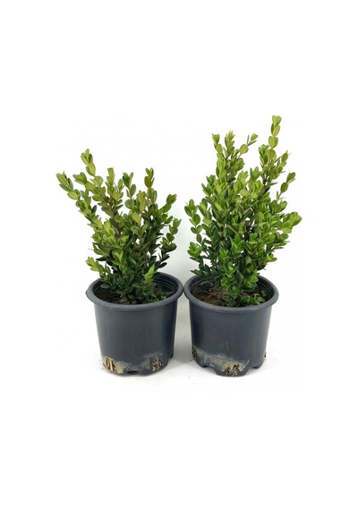 Şimşir 25-30 Cm-2 Adet