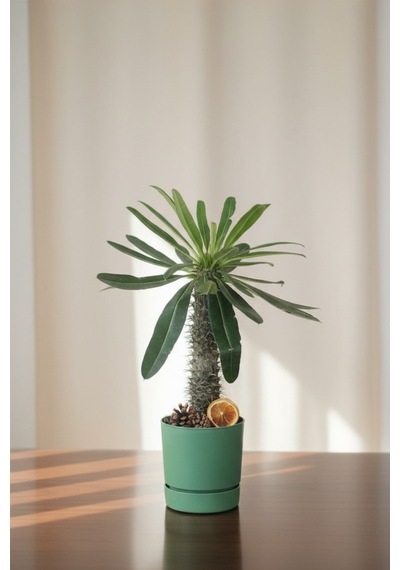 Madagaskar Palmiyesi Pachypodium Lamerei