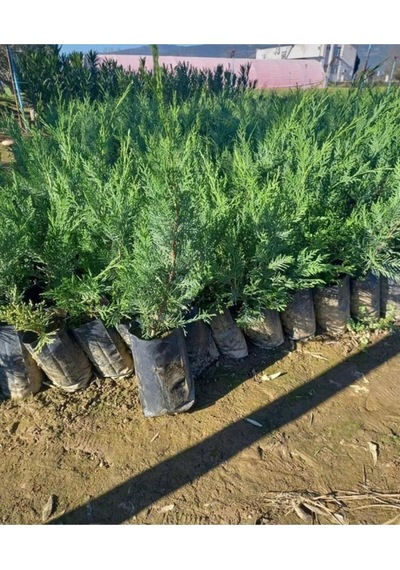 Videolu Leylandi Çam Fidanı 1 Adet Saksılı/ Tüplü 40-60 Cm Bahçe Bitkisi Cupressocyparis Leylandii