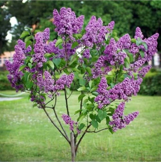 Leylak Fidanı 30-60 Cm