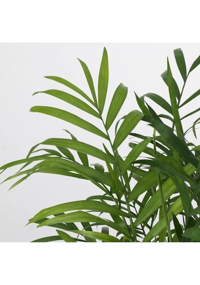 Dağ Palmiyesi Chamaedorea Elegans 30-40 Cm -peyzaj Burada Iç Mekan Süs Bitkisi