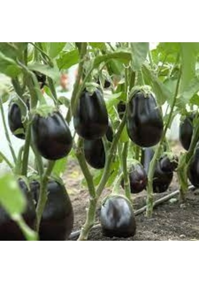 100 Adet Hormonsuz Hobi Bahçe İri Bostan Patlıcan Tohumu Organi