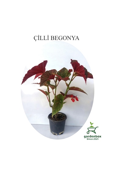 Kırmızı Çiçekli Çilli Begonya Çiçeği 1 Adet Saksılı 20-40cm Salon Balkon Çiçeği