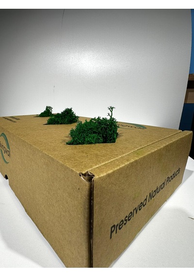 Reindermoss Şoklanmış Norveç Yosunu Terarium Yosunu Grass Green 500 Gr.