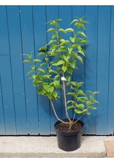 Dural Çiçekçilik Leylak Fidanı Syringa Chinensis 40-50 Cm Büyük Ağaç