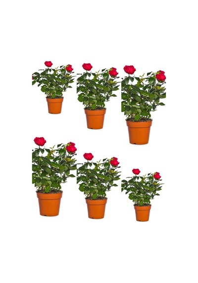 Videolu Yediveren Yoğun Kokulu Kırmızı Renkli 30 50 Cm 6 Adet Aşılı Gül Red Rose