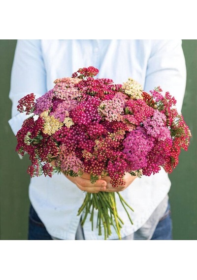 20 Adet Red Shades Yarrow Tohumu