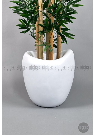 Zen Bambu Ağacı 240 Cm Beyaz Bone Saksıda