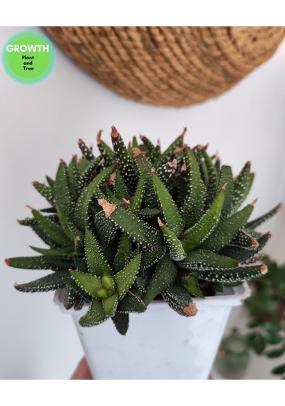 Haworthia Fasciata Variegata 1 Adet