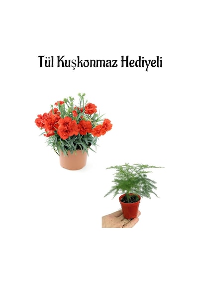 Anneler Gününe Özel Kırmızı Renk Karanfil Çiçeği Tül Kuşkonmaz Hediyeli