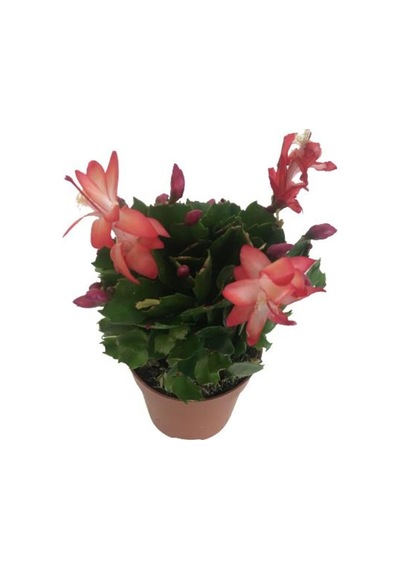 Yılbaşı Çiçeği Schlumbergera - 878012419