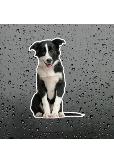Collie Köpek Araba Sticker Su Geçirmez Model 2