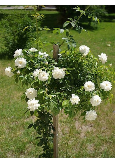 Videolu Chopin Gül Beyaz Renkli 40 60 Cm 1 Adet Saksılı Bahçe Güzeli Aşılı Gül White Rose