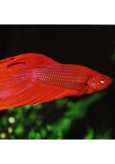 Pronovo Betta Flakes S 100ml