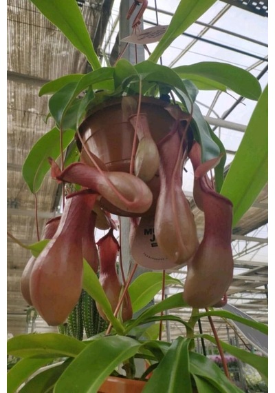 Dashing Look Sinek Kapan Etobur Bitki Nepenthes Fly Trap Tohumu / 5 Adet Tohum Th-thmcmthm431