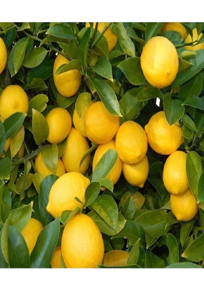 Tüplü Mayer Limon Fidanı