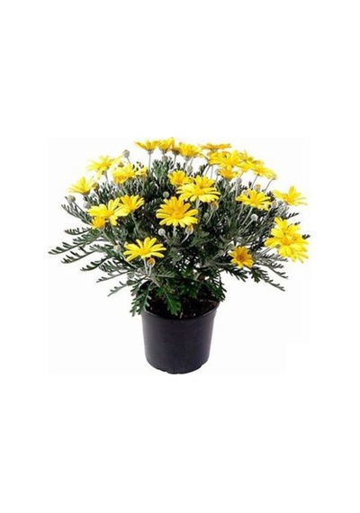 Sarı Papatya - Sarı Çalı Papatyası Euryops Pectinatus