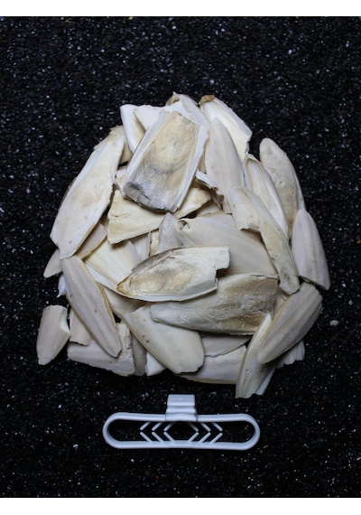 Petistera 2. Kalite Kırık Kalamar Kemiği 100 Gr + Tutacak