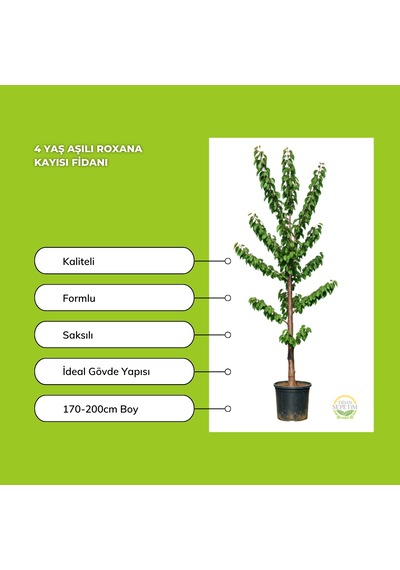 4 Yaş Aşılı Roxana Kayısı Fidanı