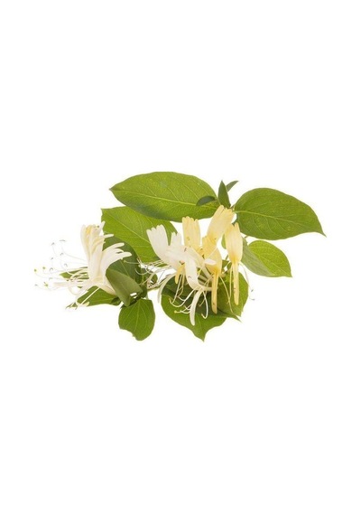 Hanımeli Lonicera Periclymenum Fidanı 15-25 Cm